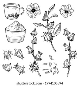  Hand drawn  hibiscus tea set. Roselle plant ( Jamaica sorrel, Rozelle or hibiscus sabdariffa). Vector sketch  illustration.