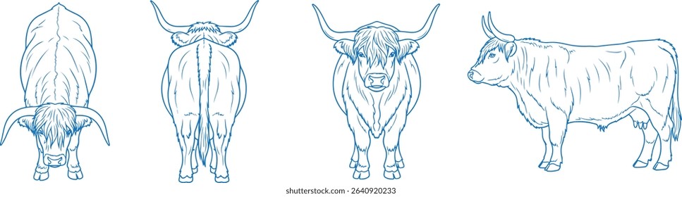 Hand drawn Highland cow vector illustration showing side, front, back, and top views of shaggy long-haired cattle with horns, perfect for farm, rustic, vintage, and livestock-themed designs