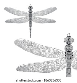 Hand drawn highly detailed dragonfly, tattoo design, textile print or poster; vector drawing