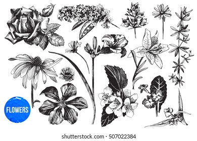 Hand drawn highly detailed garden flowers set