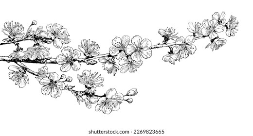 Hand drawn highly detailed realistic cherry blossom branch. Black and white sketch of sakura flowers. Vector illustration isolated on white background.