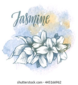 Hand drawn highly detailed sketch illustration of  jasmine flowers on color watercolor background. Vector illustration. Nature floral collection. 