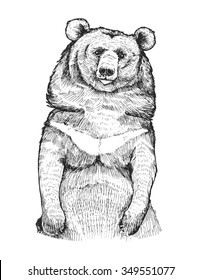 Hand drawn Himalayan bear. 