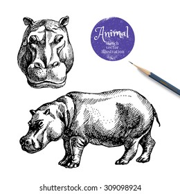 Hand drawn hippo animal vector illustration. Sketch isolated hippopotamus on white background with pencil and label banner