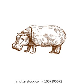 Hand drawn hippo ( hippopotamus) . Sketch, vector illustration.