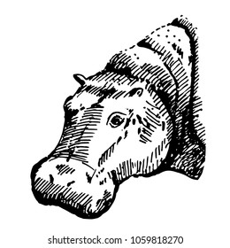Hand drawn hippo ( hippopotamus) . Sketch, vector illustration.