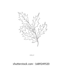 Hand drawn holly branch. Plant design elements. Botanical logo.