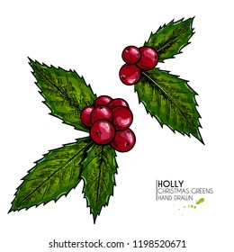 Hand drawn holly. Vector colored illustration. Christmas greenery. Engraved berries and leaves isolated on white background. New Year, Xmas icons for greeting card, party flyer, banner. Winter holiday