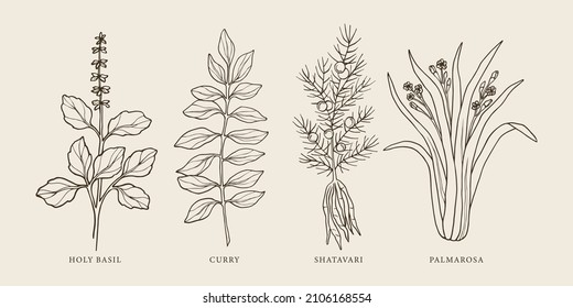 Hand drawn holy basil, curry, shatavari, palmarosa