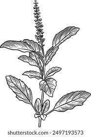 Hand drawn Holy Basil Leaves Plant Sketch Illustration