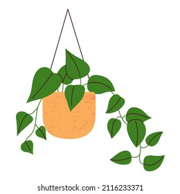 Hand drawn home golden pothos n ceramic pot. Hanging plant for interior decor. Cartoon vector illustration