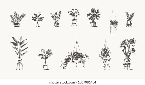 Hand Drawn Home Plants. Trendy House Greenery in Pots. Vector Illustration, Sketch