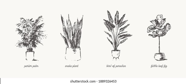 Hand Drawn Home Plants. Trendy House Greenery in Pots. Vector Illustration, Sketch