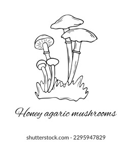 Hand drawn honey agaric mushrooms, isolated vector illustration of mashrooms