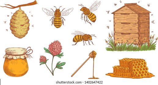 Abeja miel dibujada a mano. Cervecería grabada, abejas de abeja y granja de apicultura vintage. Nutrición de tarros de néctar de miel e insectos de abejas. Iconos aislados de ilustraciones vectoriales coloridas