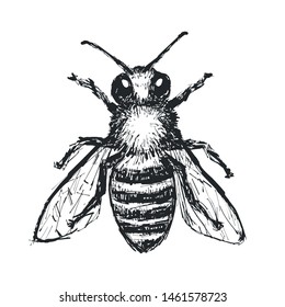 Hand Drawn Honey Bee. Black Bee Illustration On White Background. Vector Element.