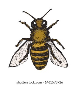 Hand Drawn Honey Bee. Colored Bee Illustration On White Background. Vector Element.