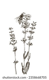 Hand drawn honey bee on a lavender flowers