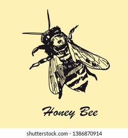 Hand drawn honey bee. Rustic template. Vintage design sketched vector illustration. Line art style.
