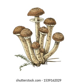 Hand drawn honey fungus isolated on white background. Vector illustration