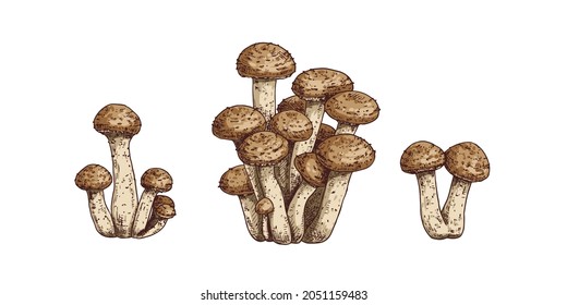 Hand drawn honey fungus. Isolated sketch on white background. Vector illustration.