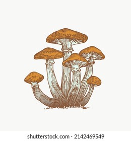 Hand Drawn Honey Mushrooms Abstract Color Illustration. Fungus Group Engraved Vector Drawing. Isolated