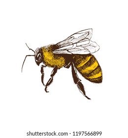 Hand Drawn Honeybee In Sketch Style  Isolated On White Background. Fliyng Honey Bee Vector Illustration.