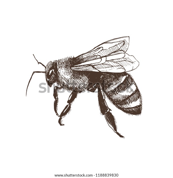 Hand Drawn Honeybee Sketch Style Isolated Stock Vector (royalty Free 