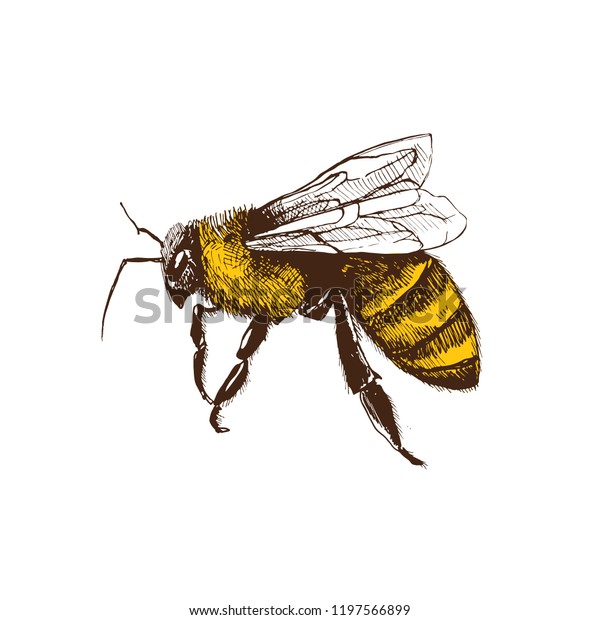 Hand Drawn Honeybee Sketch Style Isolated Stock Vector (Royalty Free ...