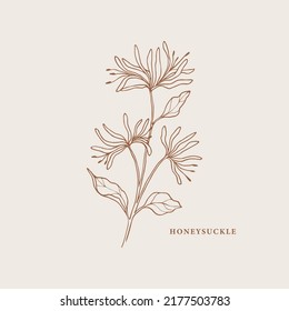 Hand drawn honeysuckle branch illustration