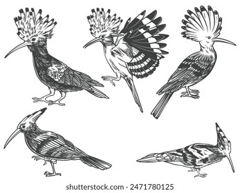 Hand drawn of Hoopoe bird from different angle views in engraving black and white style isolated on white background. Hoopoe bird vector illustration.