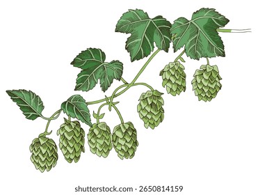 Hand drawn hop branch vector