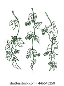 Hand drawn hop branches made in vector. Graceful illustration of hop branch with leaves and cones. Romantic floral design elements.