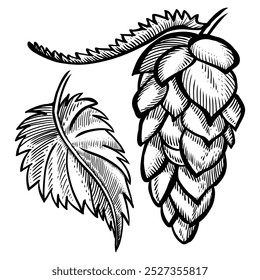 Hand drawn hop cone with leaves for beer brewery. Engraving vintage sketch vector illustration. Design elements for logo, emblem, restaurant menu, craft beer pub, brewery