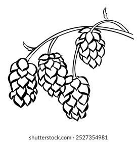 Cones de lúpulo desenhados à mão em um galho para cervejaria de cerveja. Gravação vintage esboço ilustração vetor. Elementos de design para logotipo, emblema, menu de restaurante, pub de cerveja artesanal, cervejaria