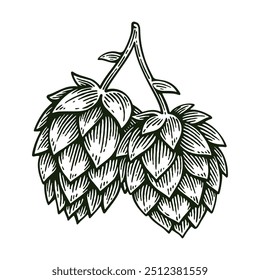 Hand Drawn Hop, Humulus Lupulus Line Art Engraving Style Vector Illustration