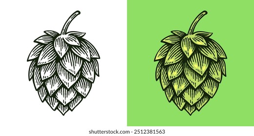 Hand Drawn Hop, Humulus Lupulus Line Art Engraving Style Vector Illustration