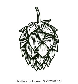 Hand Drawn Hop, Humulus Lupulus Line Art Engraving Style Vector Illustration