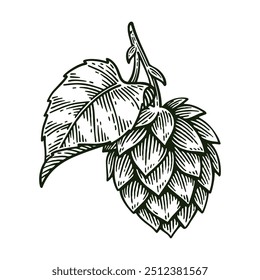 Hand Drawn Hop, Humulus Lupulus Line Art Engraving Style Vector Illustration