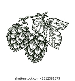 Hand Drawn Hop, Humulus Lupulus Line Art Engraving Style Vector Illustration