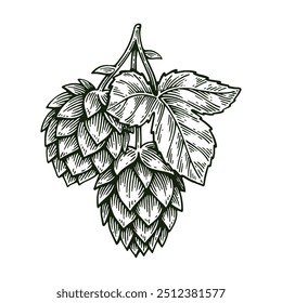 Salto desenhado à mão, Humulus Lupulus Linha Arte Gravura Estilo Ilustração Vetor