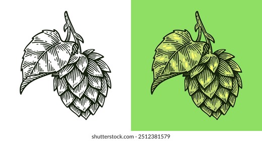 Hand Drawn Hop, Humulus Lupulus Line Art Engraving Style Vector Illustration