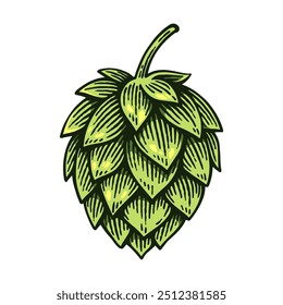 Hand Drawn Hop, Humulus Lupulus Line Art Engraving Style Vector Illustration