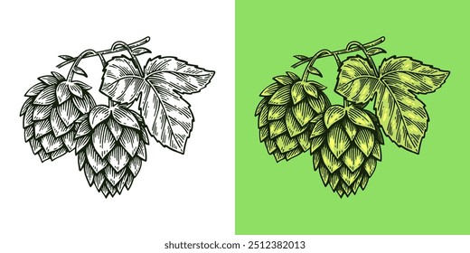 Hand Drawn Hop, Humulus Lupulus Line Art Engraving Style Vector Illustration