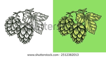 Hand Drawn Hop, Humulus Lupulus Line Art Engraving Style Vector Illustration