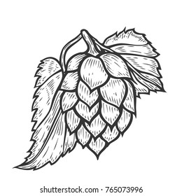 Hand drawn Hop with leaves organic herb plant which is used in the brewery of beer. Isolated on white background.