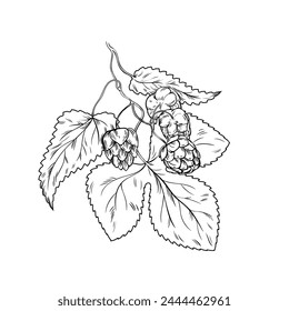 Hand drawn hop plant. Beer production plant, growing botanical hop outline vector illustration