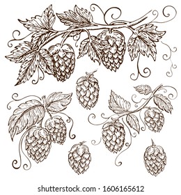 hand drawn hops collection isolated on white. vector hop illustration with leaves, branches and cones in engraving vintage style with curly tendrils. great for packing, beer label design, pub emblem