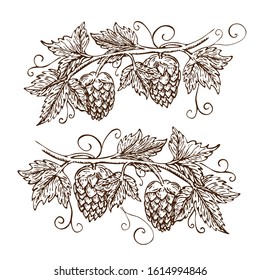 hand drawn hops collection isolated on white. vector hop illustration with leaves, branches and cones in engraving vintage style with curly tendrils. great for packing, beer label design, pub emblem