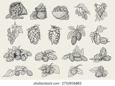 Hand drawn hops cones and plant elements arranged in a detailed vintage line art style. The artwork includes hop branches, harvested hops in sacks, and loose brewing ingredients illustrated with clean black and white engraving detail. Suitable for packaging, labels, brewery branding, menus, and craft beverage design projects.